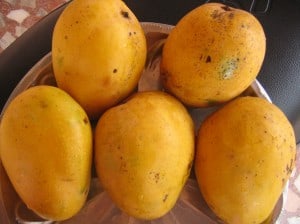 The Most common type of jamaican mango