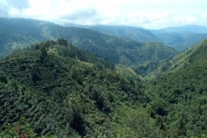 Hunting for Jamaican Mangoes