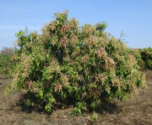 Nothing is better than a Jamaican mango tree